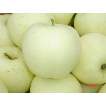 Nouvelle qualité de récolte pour l&#39;exportation de Golden Apple